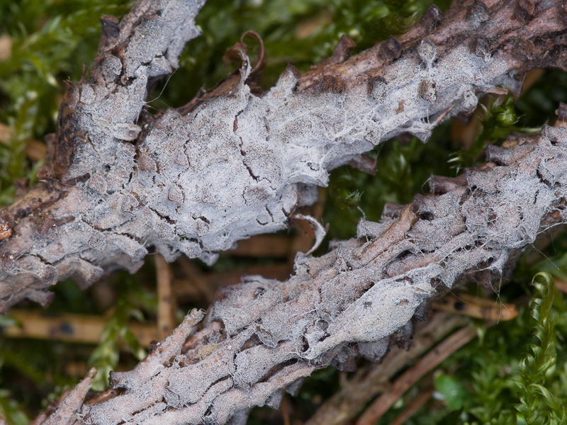 Sistotrema efibulatum